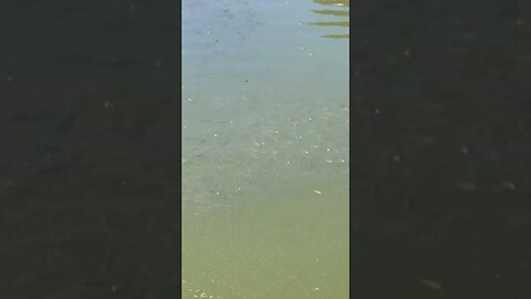 fish fry but in its alot of baby fish