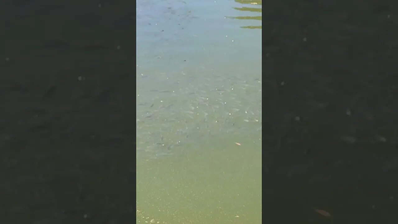 fish fry but in its alot of baby fish