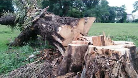 La chute d'un arbre fait bondir ce bûcheron