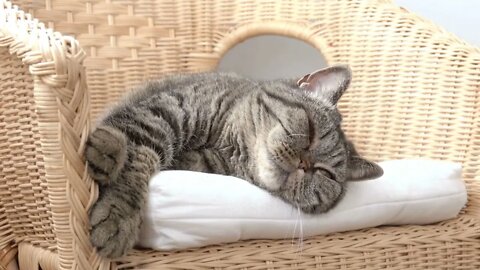 Do Cats Get Bored Of Doing Nothing?