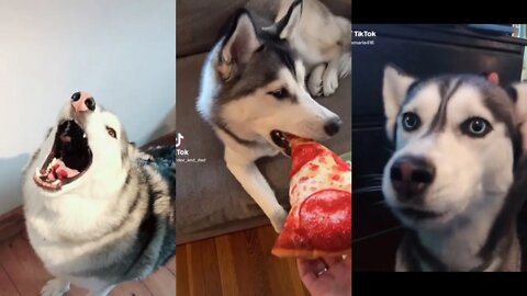 never argue with a husky, they're always right! Funny TikTok Compilation