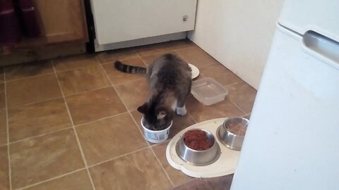 The stray is back for food.