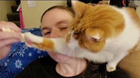 Gato não deixa a sua dona comer pipocas