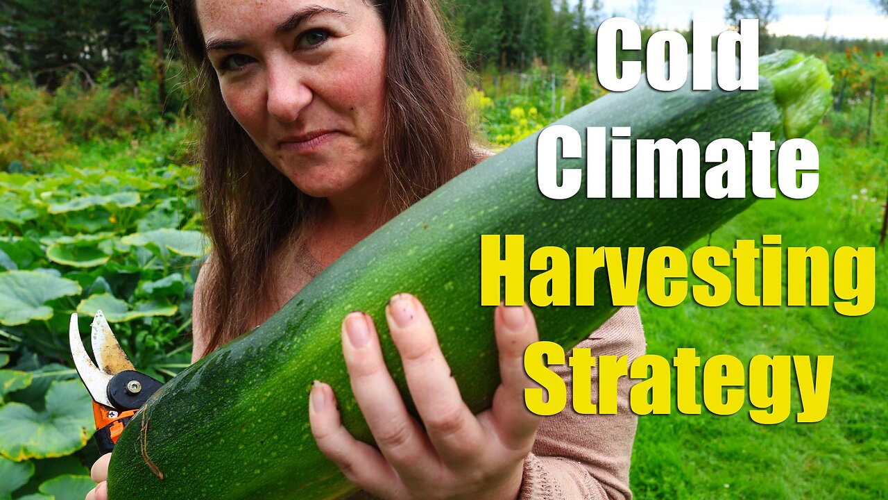 Harvesting Strategy For Large Gardens In Cold Climates