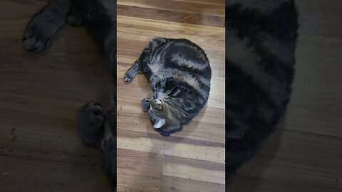 Cat VS Catnip