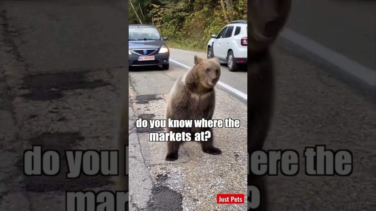 Hey excuse me #shorts #tiktok #funnyvideos #funnyanimals