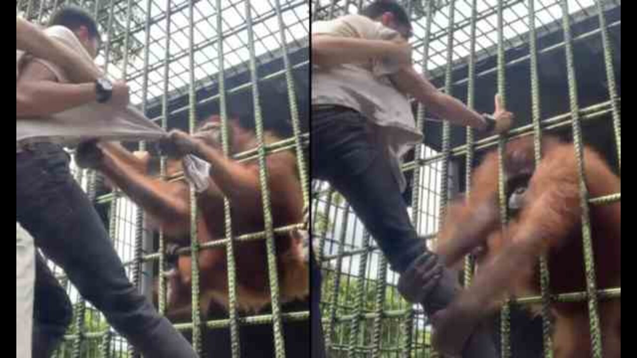 Dude Gets Grabbed By Singe Ape At Zoo!