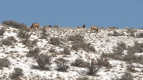 Foothills Elk