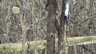 Hairy Wood Pecker and Cardinals