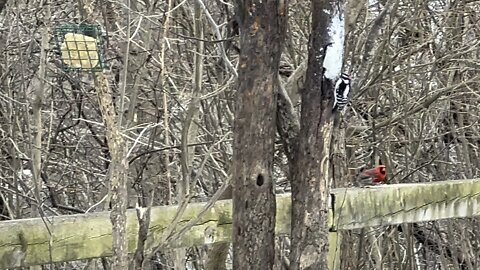 Hairy Wood Pecker and Cardinals