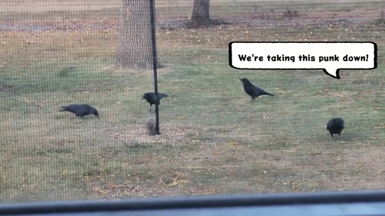 Squirrel vs Crows! #animals #squirrel #squirrels #crow #crows #fight #attack #bird #birds #shorts