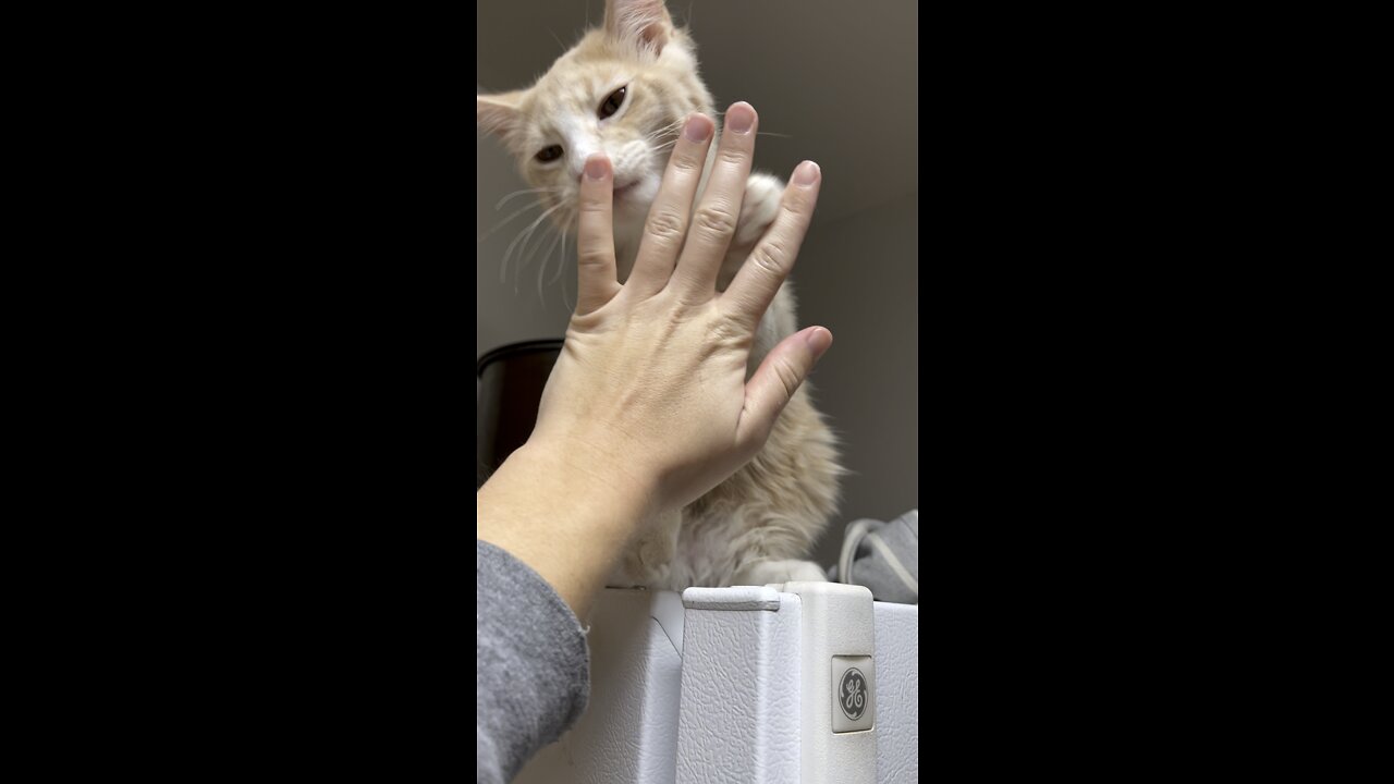 Cute Kitten on Fridge