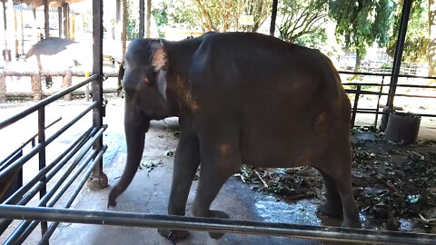 I love Dancing-Dancing Elephant -(at Elephant Orpernage )