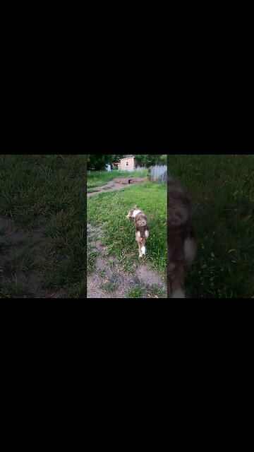 Puppy and Lambo the Stuffed Toy Hunting Freedom the Cat