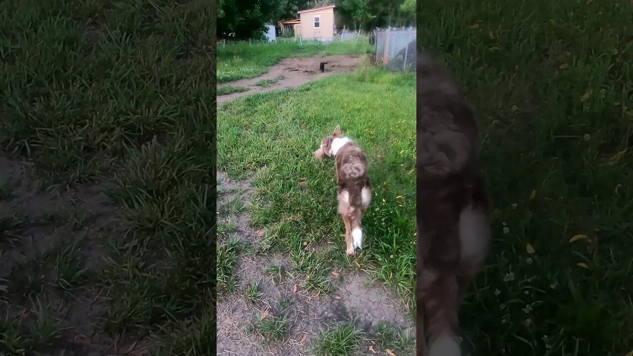 Puppy and Lambo the Stuffed Toy Hunting Freedom the Cat