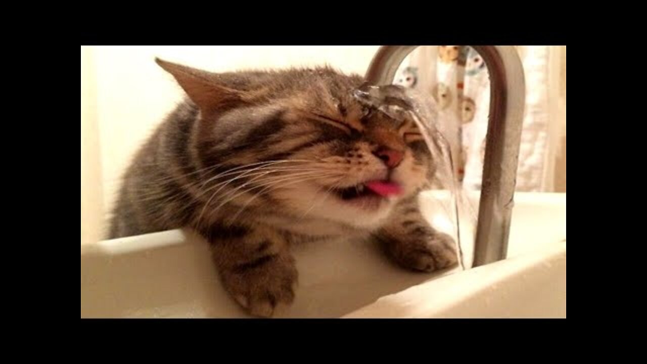 Funniest Cats 😹 - Don't try to hold back Laughter 😂 - Funny Cats Life