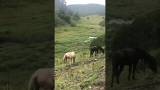 Brumbies grazing