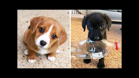 Cute baby animals Videos Compilation cutest moment of the animals - Cutest Puppies