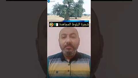 شجرة البلـ ـوط المجـ ـاهدة 🇩🇿🤣 #reels #الجزائر #algerie #algeria #المغرب #maroc #morocco