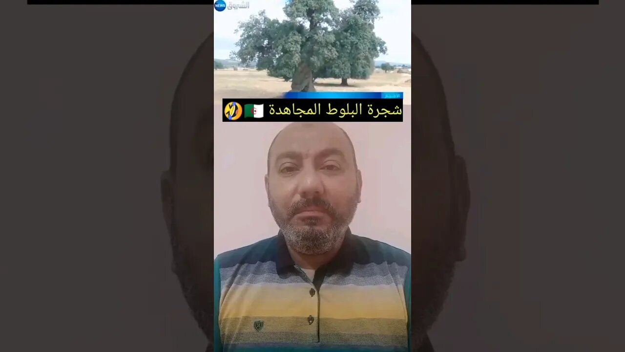 شجرة البلـ ـوط المجـ ـاهدة 🇩🇿🤣 #reels #الجزائر #algerie #algeria #المغرب #maroc #morocco