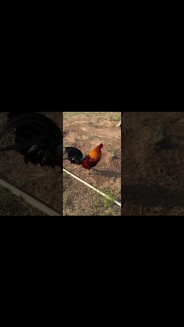 Asil/Sweater crosses @ LivingWaterFarms247