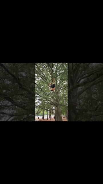 Fun Tree Climb Challenge