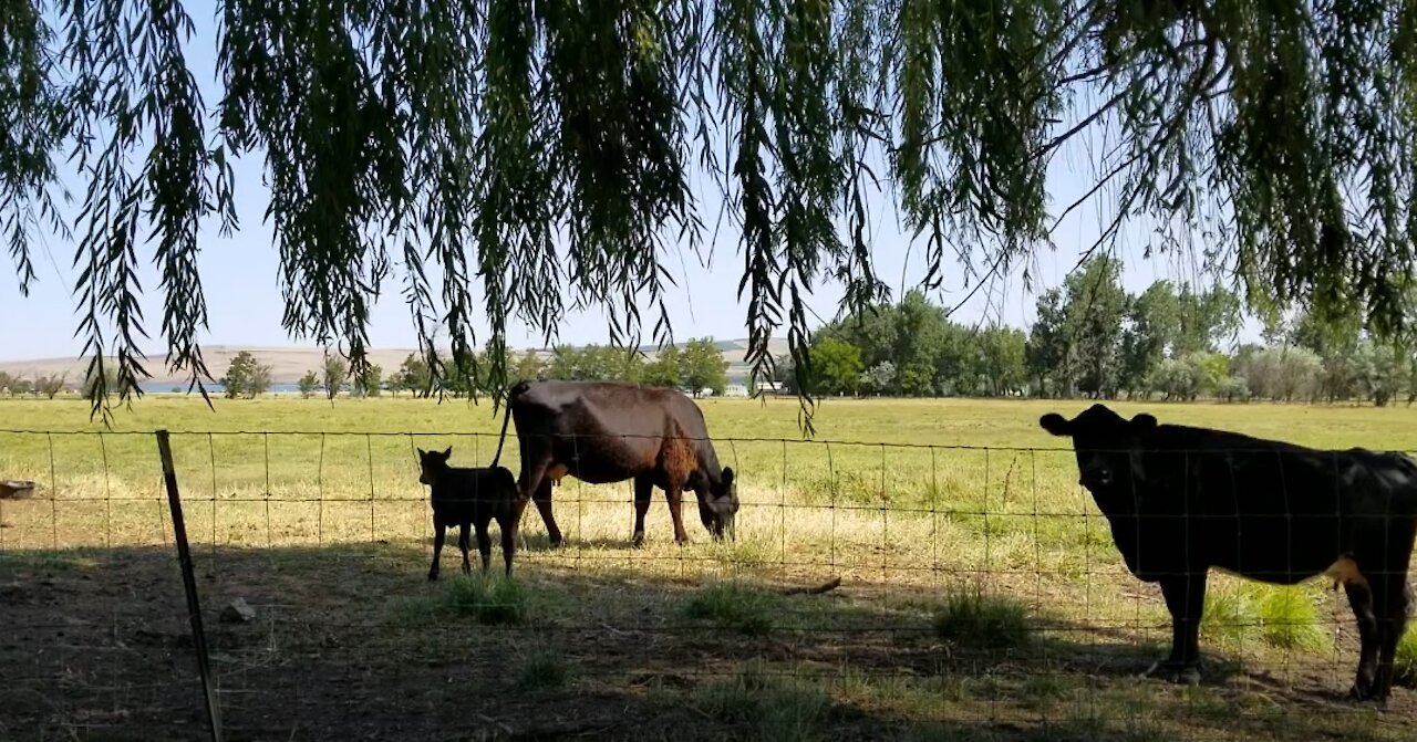 The Newest Calf on Dad's Ranch