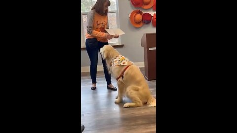 FUNNY CATS AND DOGS 🤣. FUNNY VIDEOS