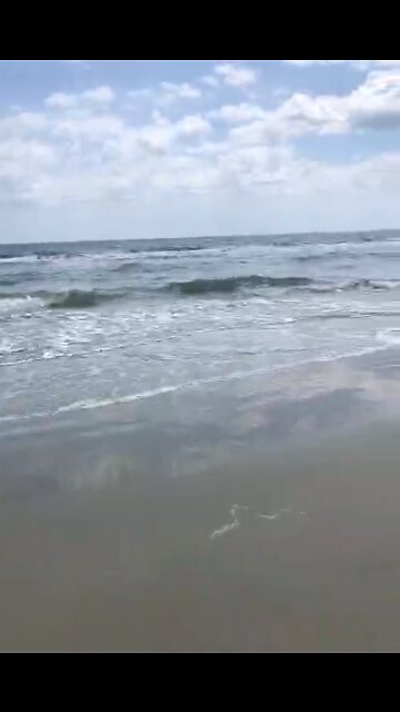 He never had a chance-jellyfish