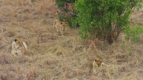 The male lion is accompanying his mate and his young9