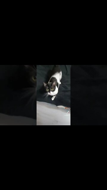 #gagicar #meow #whistle #cat #musicalcat #jmek #caras