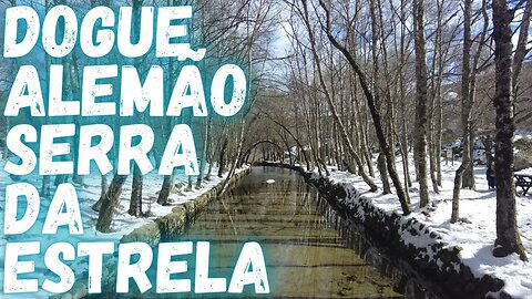 Levamos o Dogue Alemão a Neve