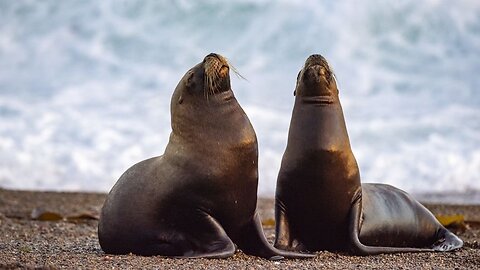Sea Lion pups get Rescued