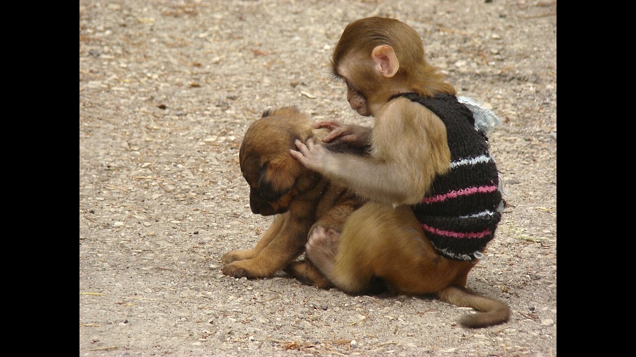 monkey baby & puppy playing together (01)