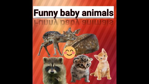 Baby animals fun