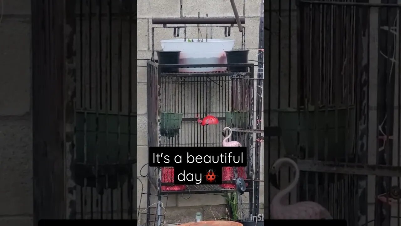 It's a beautiful day🐞