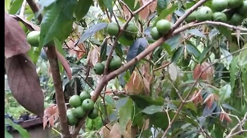 frutífera produzindo em vaso amora chilena portuguesa e paquistanesa gigante tomate anão lichia pink