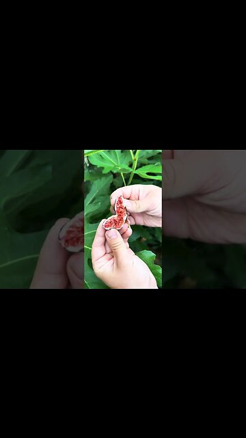 World's Toughest Fruit Tree THRIVES Anywhere – Taste Test REACTION! 🌳🤯