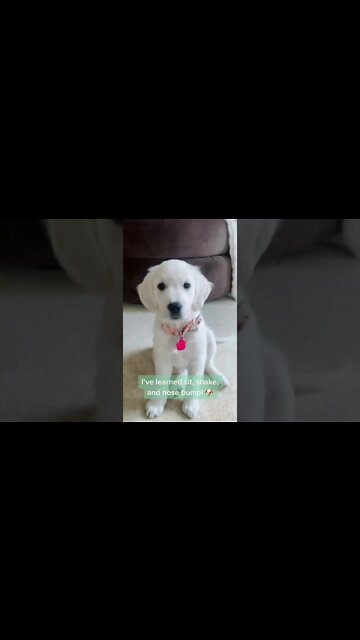 Little Puppy Learned To Sit, Shake Hands and Nose Bump