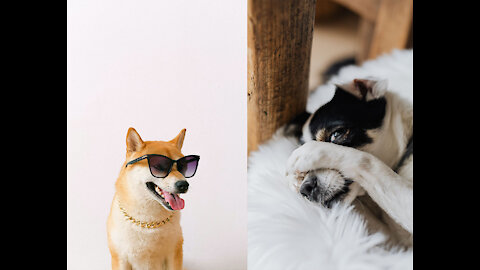 Why Dogs Are The Most Amazing Creatures on Earth!