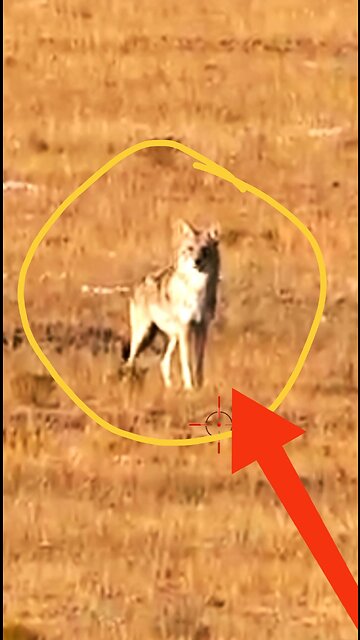 Hunting Coyotes || #shorts #013