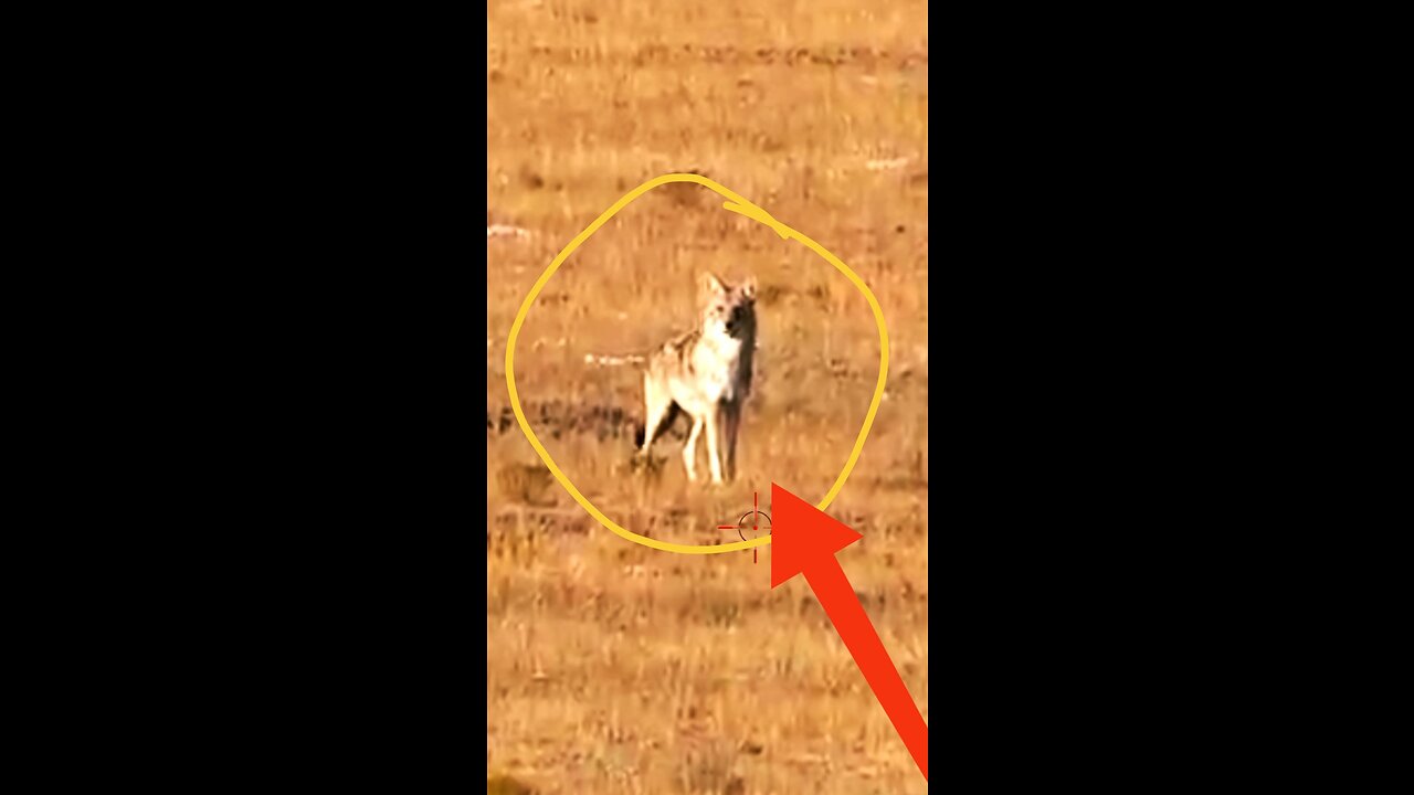 Hunting Coyotes || #shorts #013