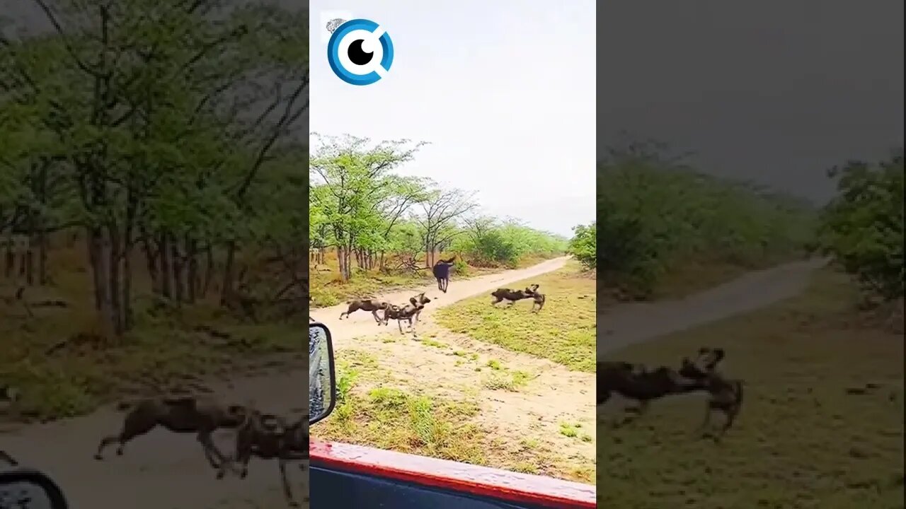 Cães Selvagens (Mabecos) Fogem De Gnu | Por timprettejohnphotography (Ig) #caes #gazela #gnus