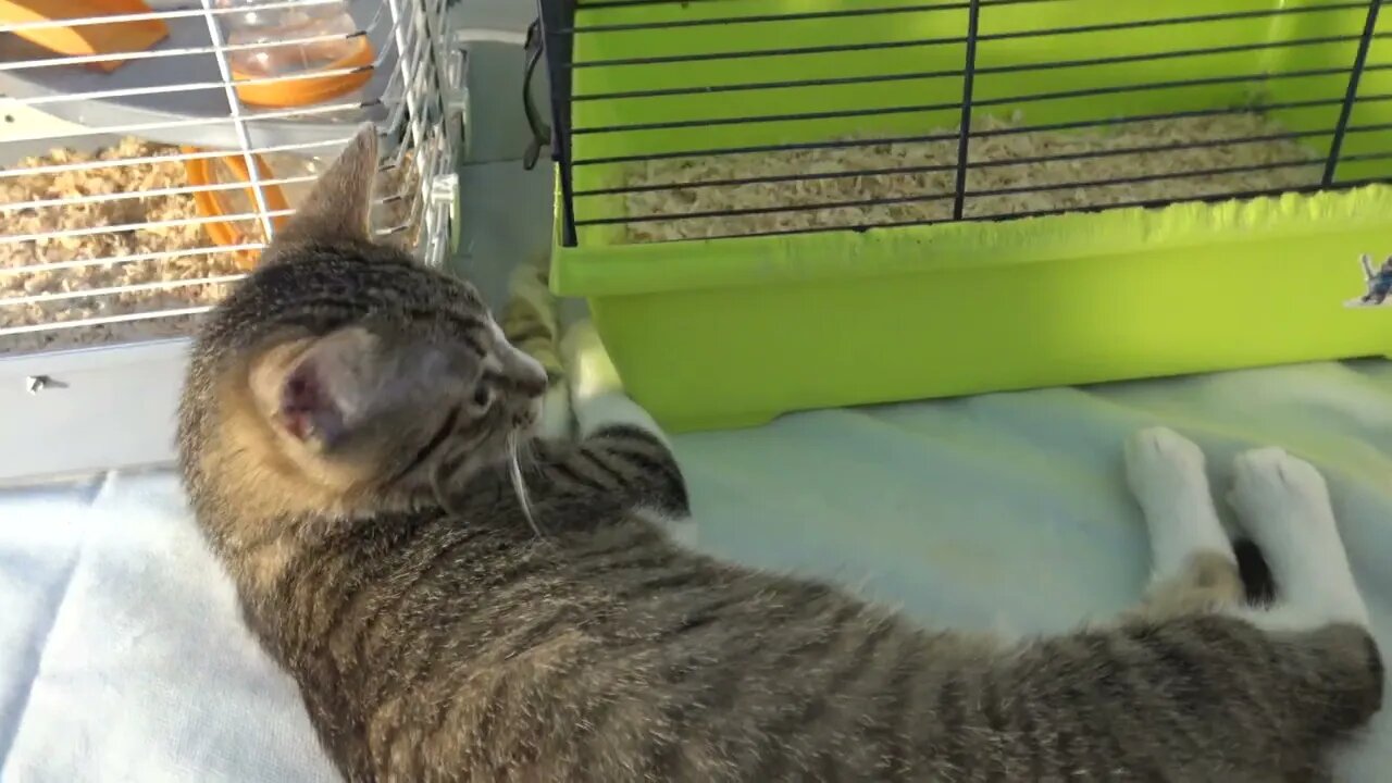 Small Cat Is Guarding His Hamster Friends