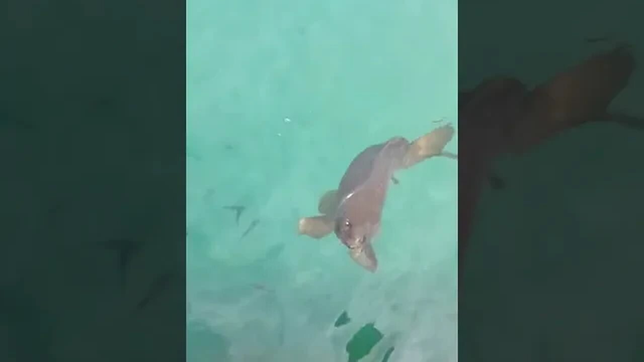 make more loud noise #shorts