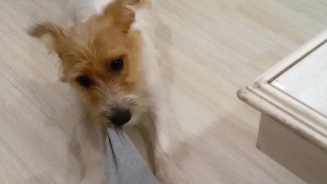 Jack Russell trained to take off owner's socks