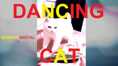 dancing baby cats | cute cat meme | cat | cat dancing | qureshi digital tv