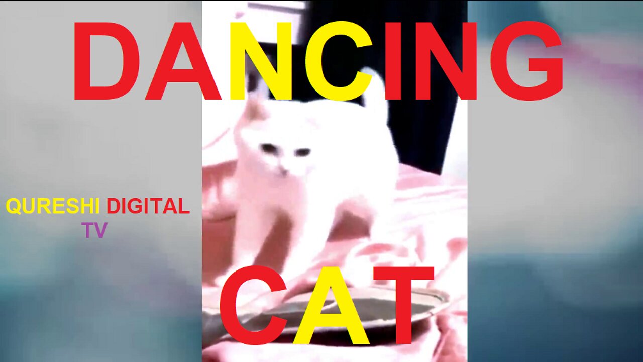 dancing baby cats | cute cat meme | cat | cat dancing | qureshi digital tv