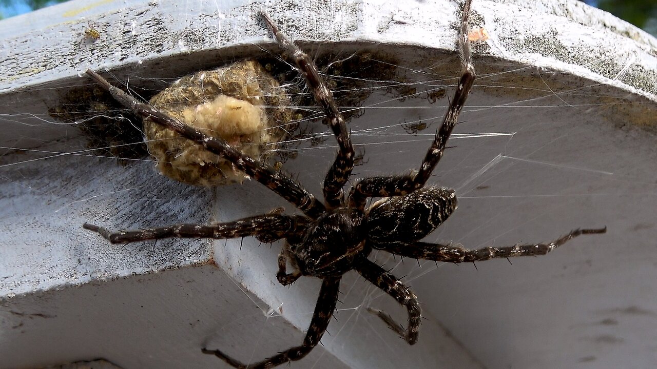 Gigantic fishing spider is one of nature's best scuba divers