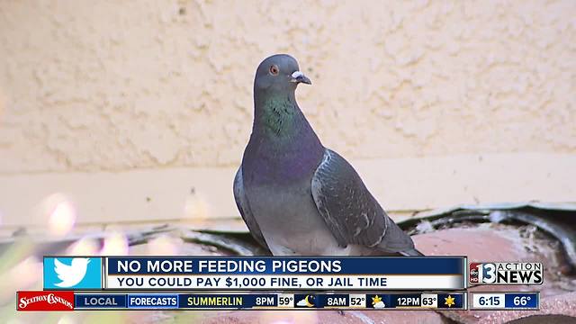 Clark County bans people from feeding pigeons